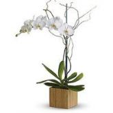 Orquidea Phalaenopsis Branca