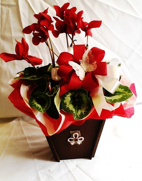 ciclame vermelho