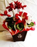 ciclame vermelho