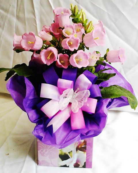 campânula rosa