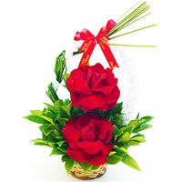 Duo de Rosas Colombianas