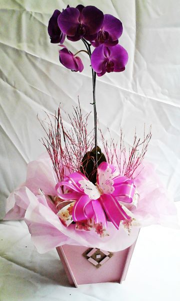 orquídeas