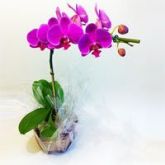 Phalaenopsis Premium Pink