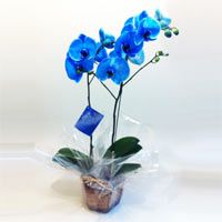 Orquídea Phalaenopsis Azul Dupla