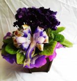 gloxinia roxas