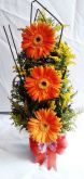 gerberas laranjas