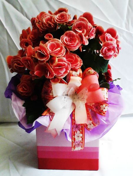 begônia rosa